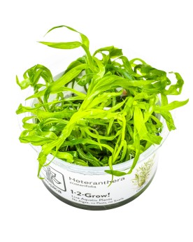 Heteranthera zosterifolia tiges 30-50 cm feuillage dense