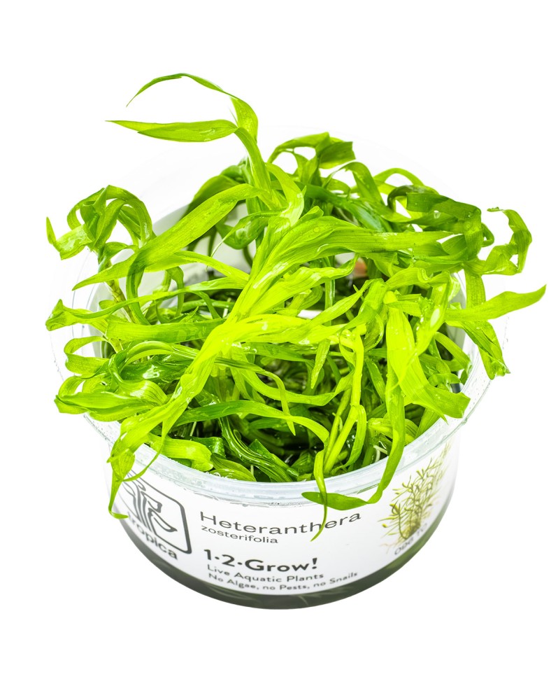 Heteranthera zosterifolia tiges 30-50 cm feuillage dense