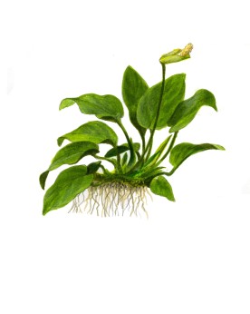 Anubias barteri Nana fixee sur racine