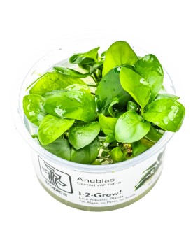 Anubias barteri Nana fixee sur racine