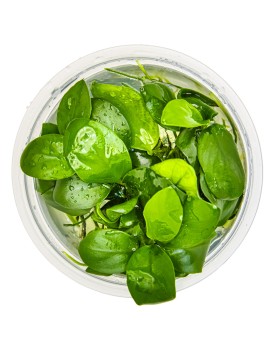 Anubias barteri Nana fixee sur racine