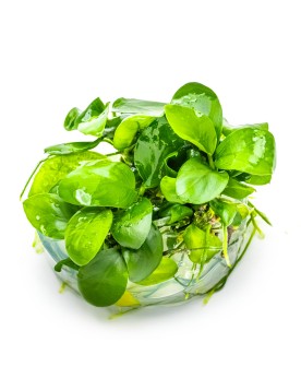 Anubias barteri Nana fixee sur racine