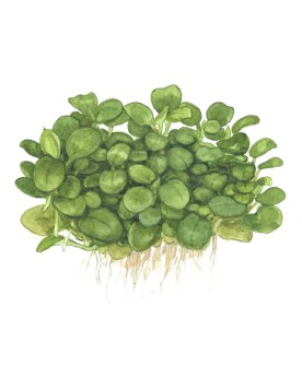 Anubias Mini Coin Edition Limitee, feuilles rondes 1.5 cm