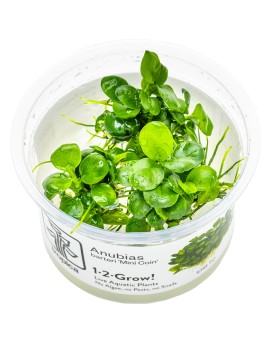 Anubias Mini Coin Edition Limitee, feuilles rondes 1.5 cm