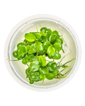Anubias Mini Coin Edition Limitee, feuilles rondes 1.5 cm