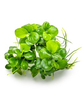 Anubias Mini Coin Edition Limitee, feuilles rondes 1.5 cm