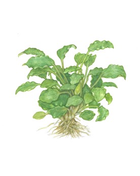 Schismatoglottis prietoi petite plante aquatique 6 a 10 cm