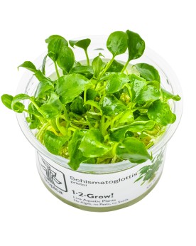 Schismatoglottis prietoi petite plante aquatique 6 a 10 cm