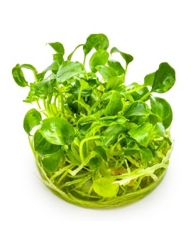 Schismatoglottis prietoi petite plante aquatique 6 a 10 cm