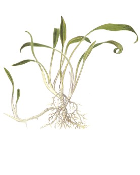 Cryptocoryne parva en avant plan aquarium