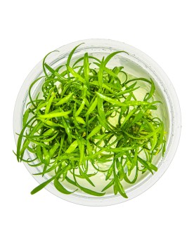 Cryptocoryne parva en avant plan aquarium