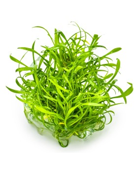Cryptocoryne parva en avant plan aquarium