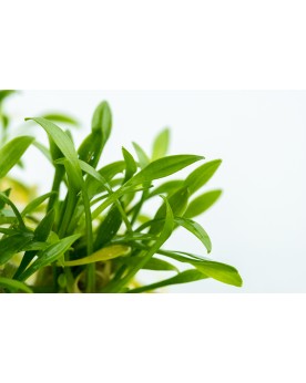 Cryptocoryne parva en avant plan aquarium