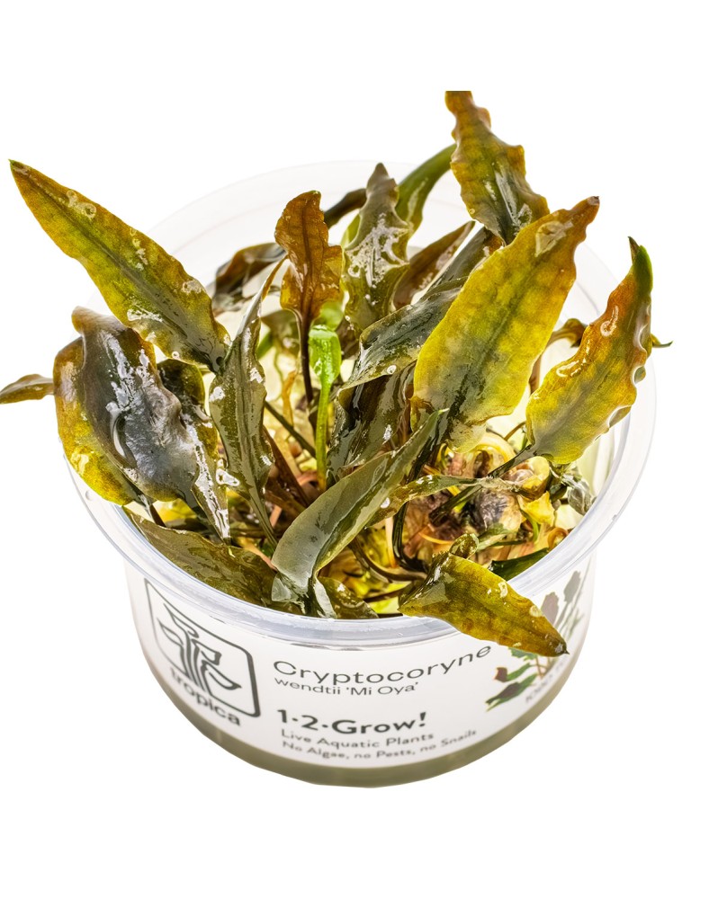 Cryptocoryne wendtii Mi Oya feuilles brun-rouge 15-30 cm