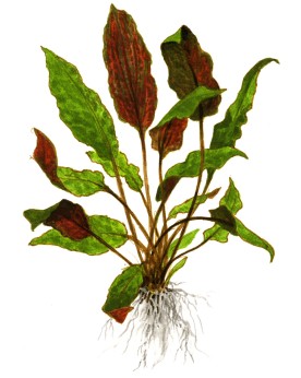 Cryptocoryne wendtii Mi Oya feuilles brun-rouge 15-30 cm