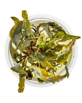 Cryptocoryne wendtii Mi Oya feuilles brun-rouge 15-30 cm