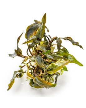 Cryptocoryne wendtii Mi Oya feuilles brun-rouge 15-30 cm