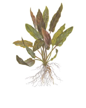Cryptocoryne undulatus variante rouge en aquarium