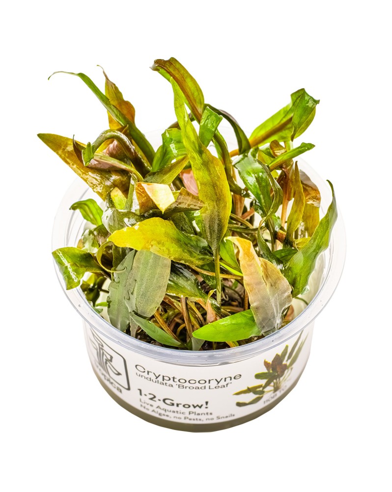 Cryptocoryne undulatus variante rouge en aquarium