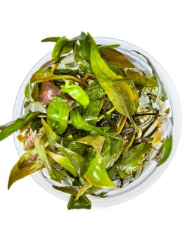 Cryptocoryne undulatus variante rouge en aquarium