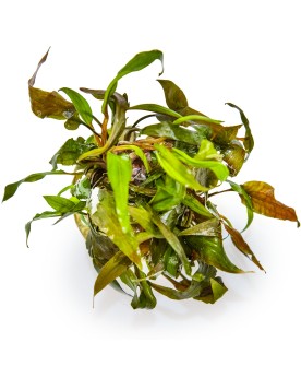 Cryptocoryne undulatus variante rouge en aquarium