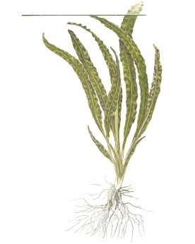 Cryptocoryne crispatula pour arriere plan aquarium