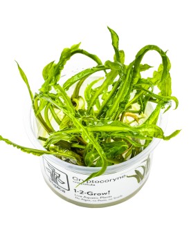 Cryptocoryne crispatula pour arriere plan aquarium