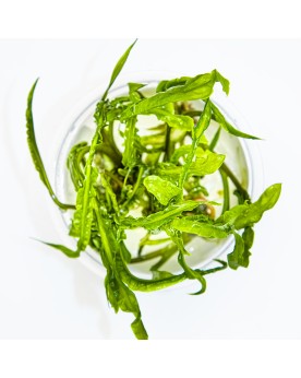 Cryptocoryne crispatula pour arriere plan aquarium