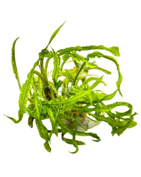 Cryptocoryne crispatula pour arriere plan aquarium