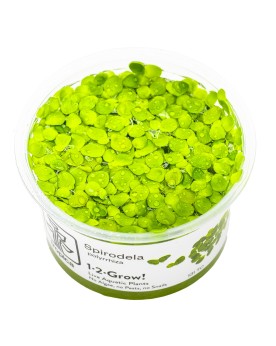 Spirodela polyrhiza tapis de verdure