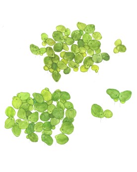 Spirodela polyrhiza tapis de verdure