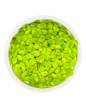 Spirodela polyrhiza tapis de verdure
