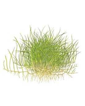 Eleocharis pusilla plante naine en aquarium