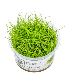 Eleocharis pusilla plante naine en aquarium