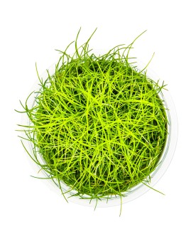 Eleocharis pusilla plante naine en aquarium