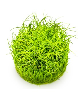 Eleocharis pusilla plante naine en aquarium