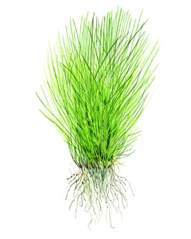 Eleocharis Acicularis tapis gazon pour aquarium