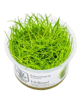 Eleocharis Acicularis tapis gazon pour aquarium