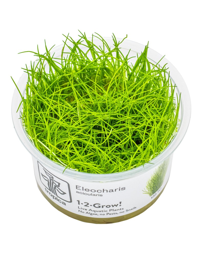 Eleocharis Acicularis tapis gazon pour aquarium
