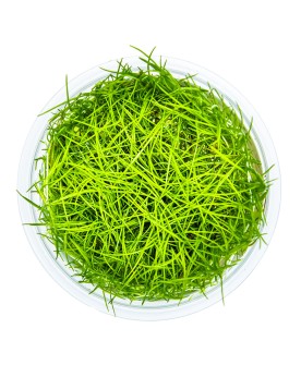 Eleocharis Acicularis tapis gazon pour aquarium