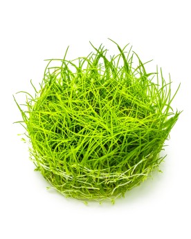 Eleocharis Acicularis tapis gazon pour aquarium
