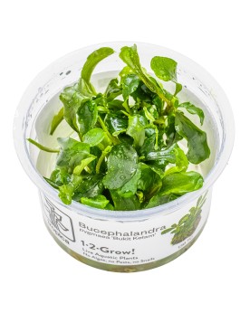 Bucephalandra Bukit Kelam feuilles vertes ondulees