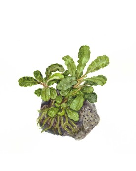 Bucephalandra Bukit Kelam feuilles vertes ondulees