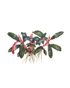 Bucephalandra Kedagang feuilles bleu-vert et rhizome rouge