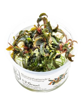 Bucephalandra Kedagang feuilles bleu-vert et rhizome rouge