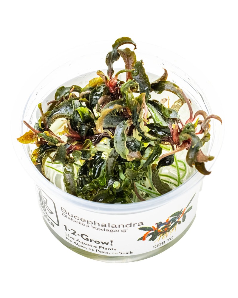 Bucephalandra Kedagang feuilles bleu-vert et rhizome rouge