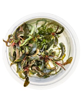 Bucephalandra Kedagang feuilles bleu-vert et rhizome rouge