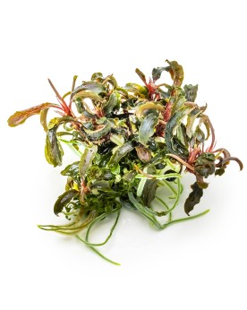 Bucephalandra Kedagang feuilles bleu-vert et rhizome rouge