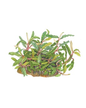 Bucephalandra Needle Leaf Tropica feuilles 2-3 cm