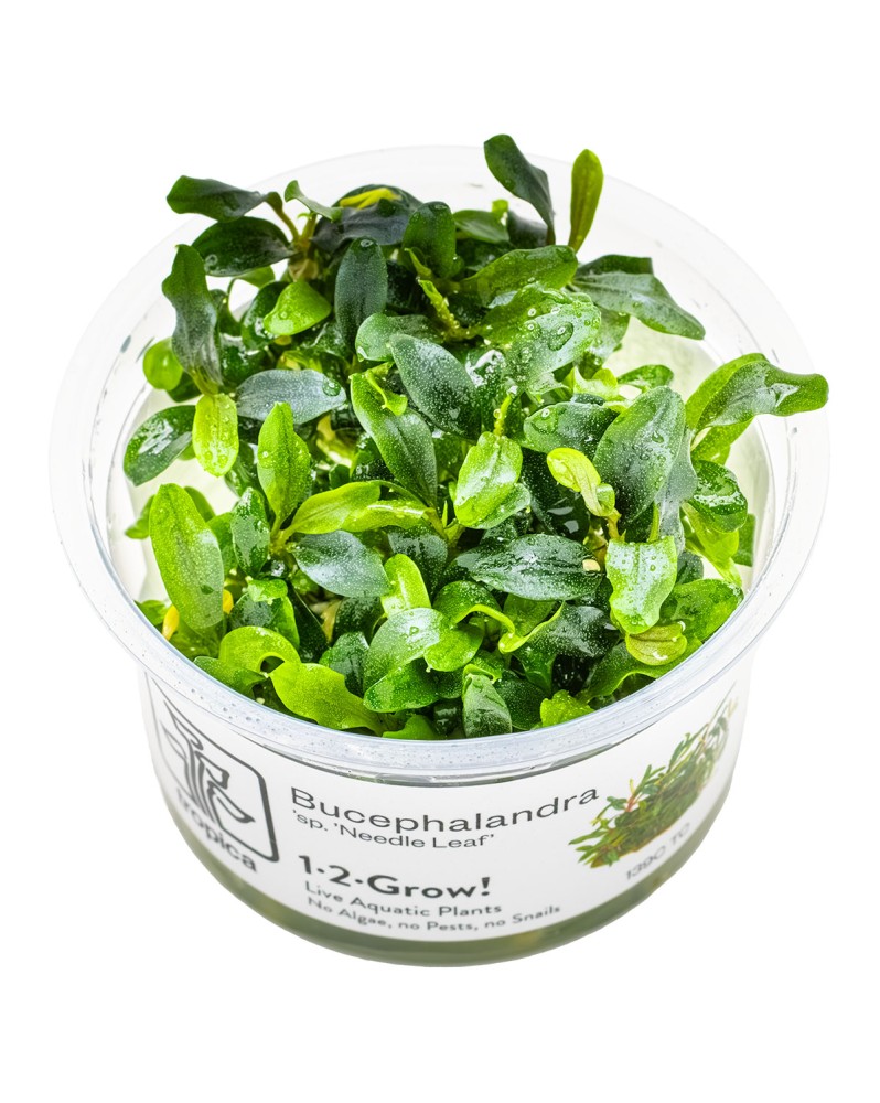 Bucephalandra Needle Leaf Tropica feuilles 2-3 cm